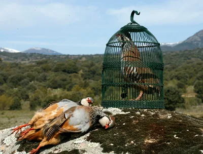 Perdiz macho de reclamo